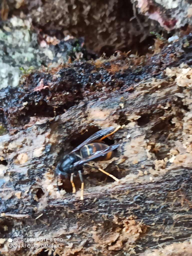 Photo d'un frelon asiatique dans un vieux morceau de bois