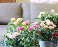 Rosier anglais Sweet Juliet