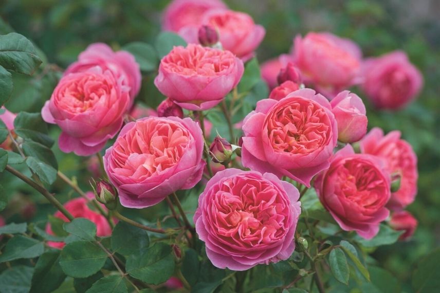 Photo du rosier parfumé rose de boscobel