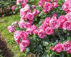 Image d'un rosier buisson