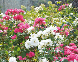 Image de rosiers paysager