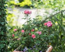 Rosier miniature "the fairy"