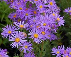 Fleurs d'aster