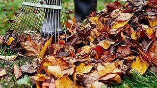 Image illustrant des feuilles mortes rassemblées.