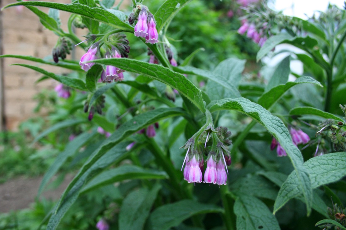 Plant de consoude