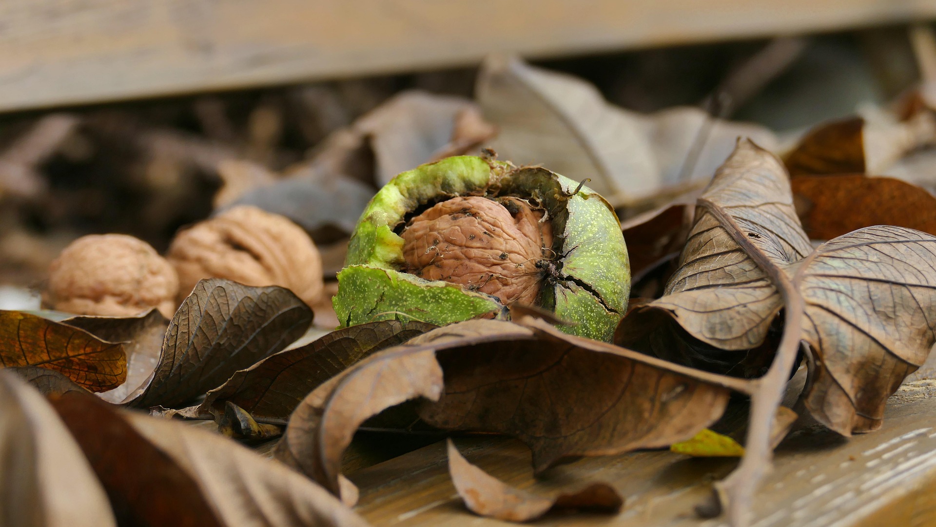 Feuilles mortes de noyer et bogues vertes tombées au sol