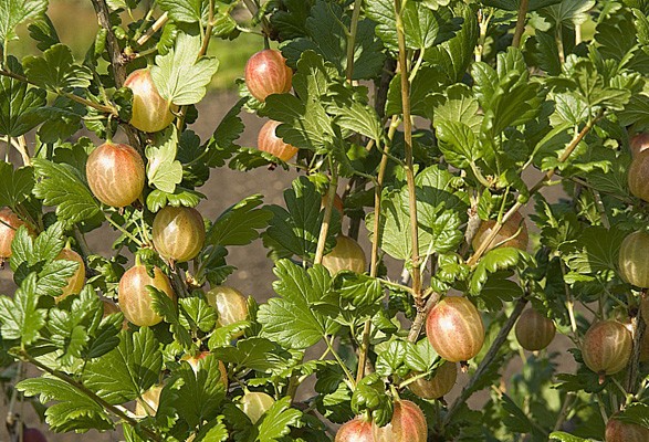 Image présentant un pied de groseillier à maquereau portant des fruits