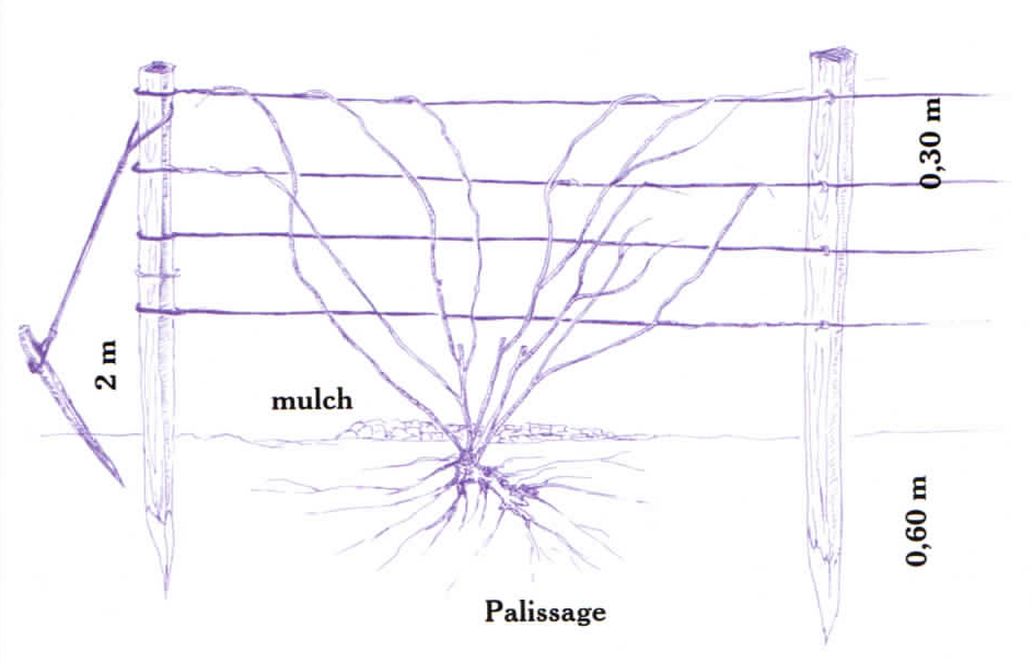 Schéma montrant le palissage du murier