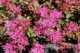 Fleurs de sedum