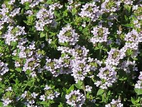 Fleurs de thym