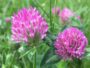 Fleurs de trefle incarnat